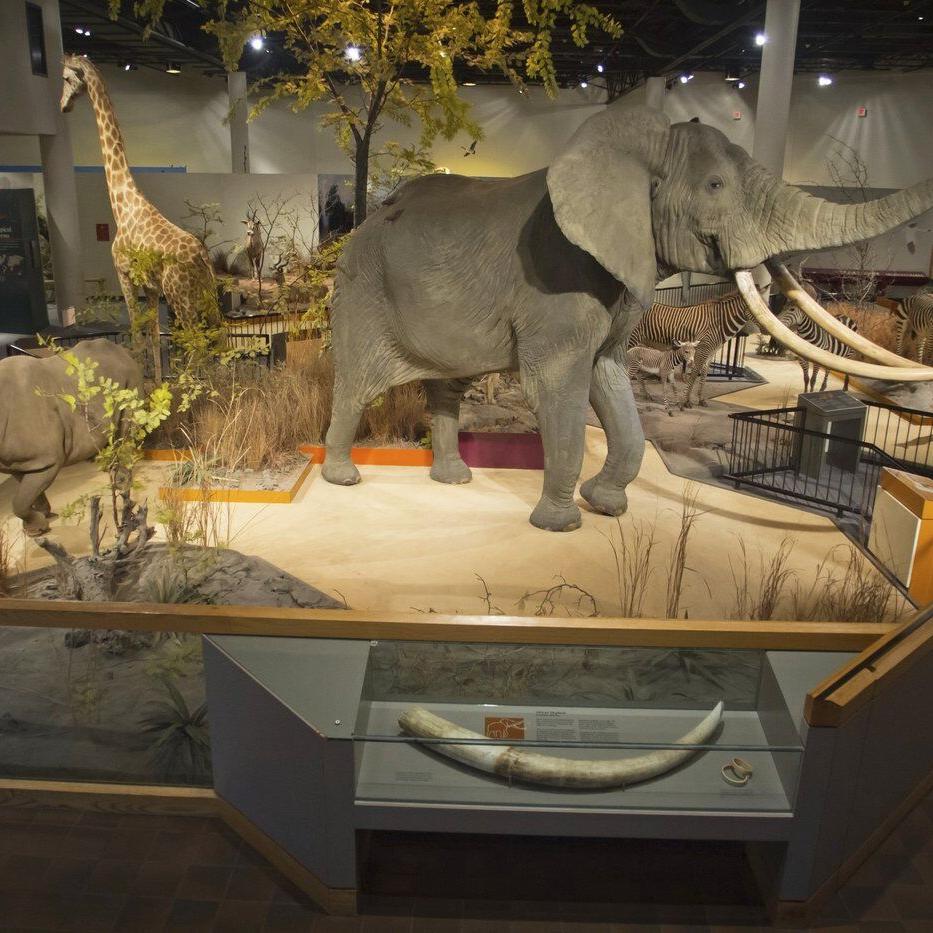 Tigers, zebras and other stuffed animals will get new homes after health concerns kept them hidden